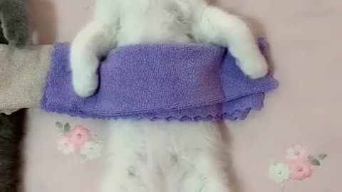Shorts funny kitten videos complition7