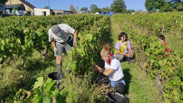 Picking Gamay on Les Maisons Brûlées (Loire)