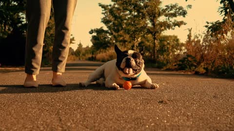 funny dog lying on the road in park french bulldog resting outdoors