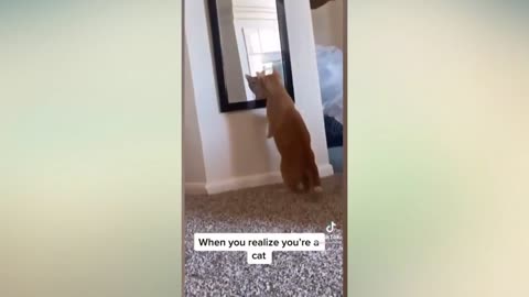 Funny cat Videos interesting oh my God