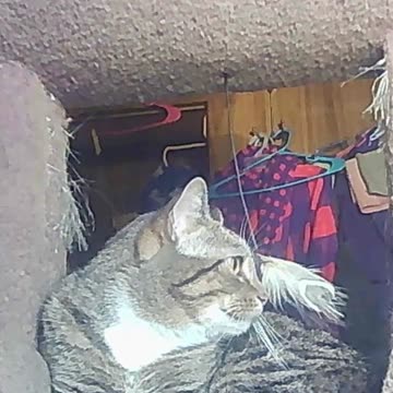 EA S71 - Lazy Biscuit