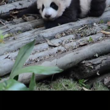 Maybe that's how pandas come