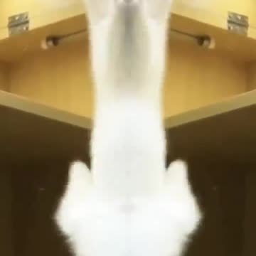 funny cats dance 💃#shorts #cats #cat