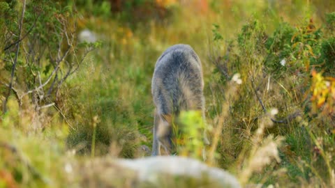 Beautiful grey wolf looking after food or other animals in the grass