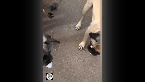 Pug Very Funny Moments