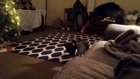 Kimmy the puppy