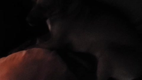 Rhodesian Ridgeback - Lola Doesn't Want a Bath