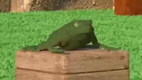 Giant Toad Square