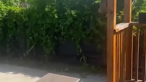 FUNNY Super Dogs And Cats Reaction