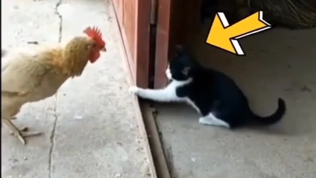 funny Cat 😸 & kitten's cute kittens plays with chicken