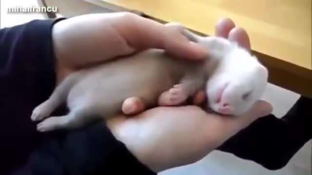 cute ferret
