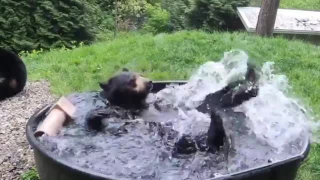 Panda Panda cute