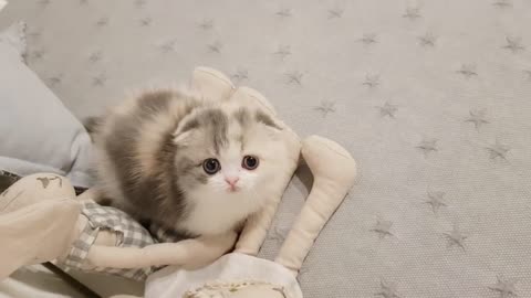 Cute and playful little kittens