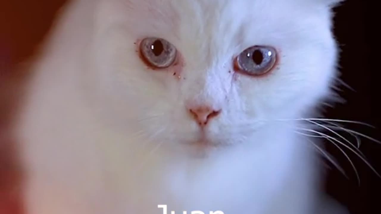 Klervia et simba