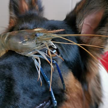 Brave puppy carefully balances prawn on nose