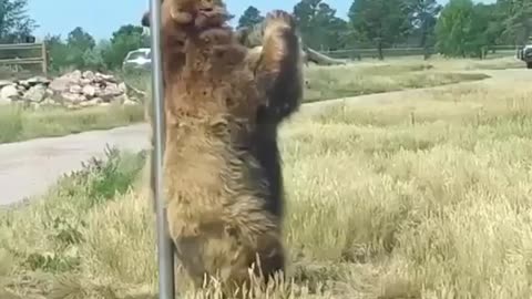 Bear scratching his itch just right