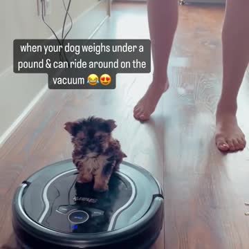 magic carpet dog training