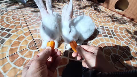 Lovely rabbits