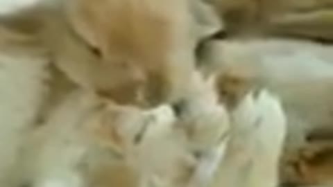 Funny Rats cat dog animals videos_