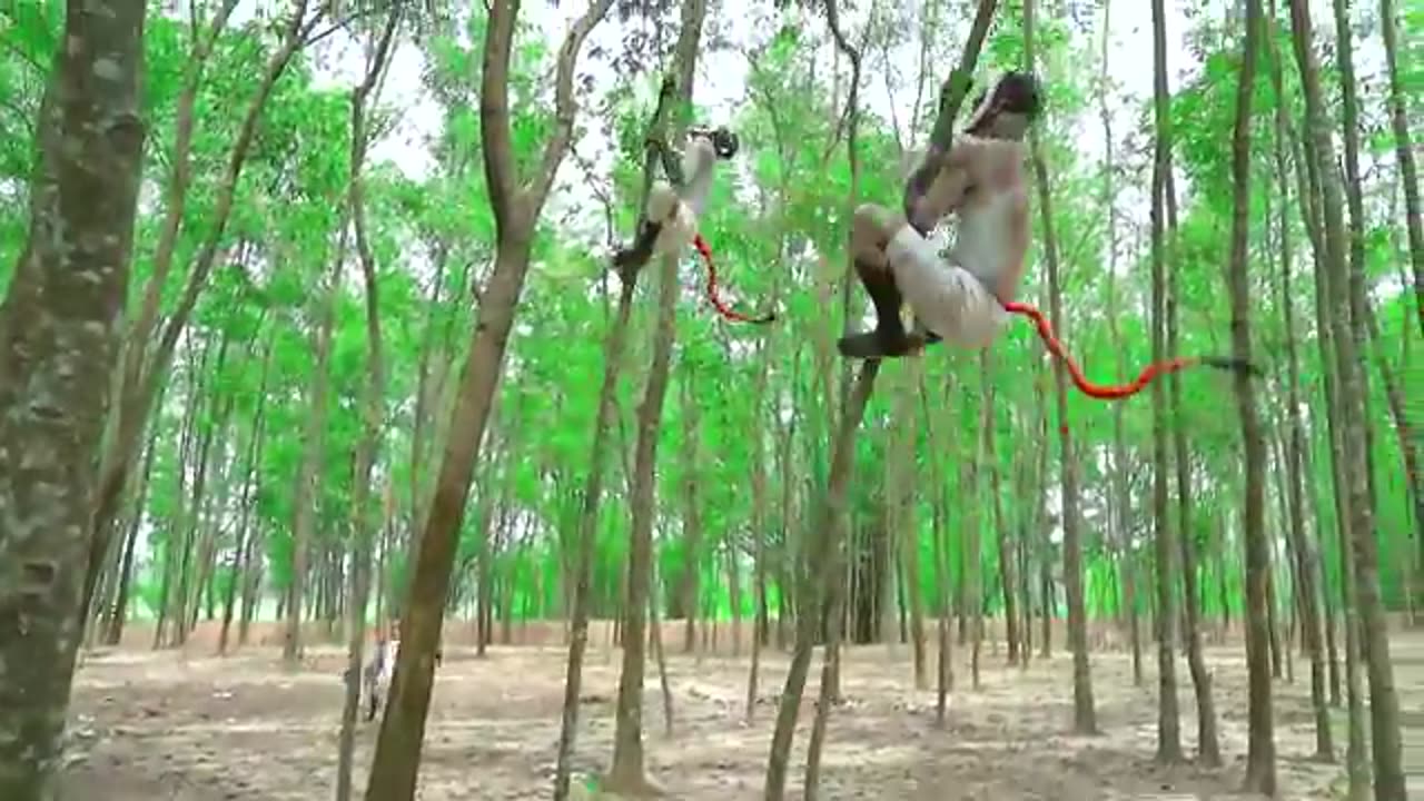 Monkey 🐒 funny videos