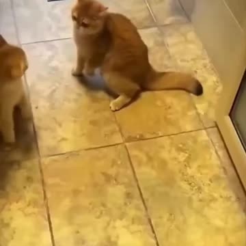 Cat imititates Mike Tyson, Literally!! #funnyanimals #funny_clips #funny_cats