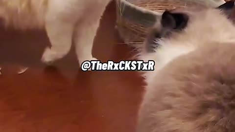 SASSY💁🏻‍♀️WHAT IF CATS COULD TALK BACK?