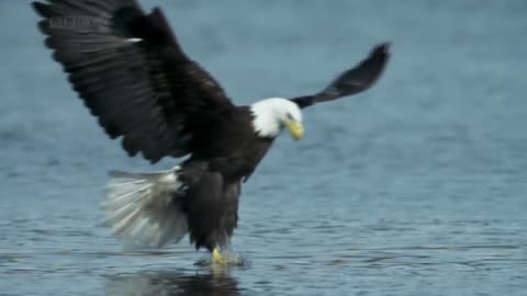 Eagle catching fish