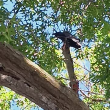 Crow in a tree.
