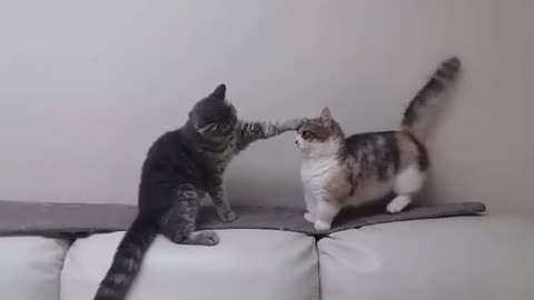 When you try to fight but your arms are too short