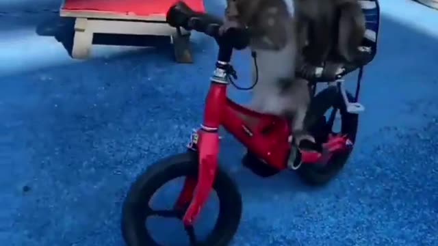 Funny monkey riding on bicycle - comedy videos