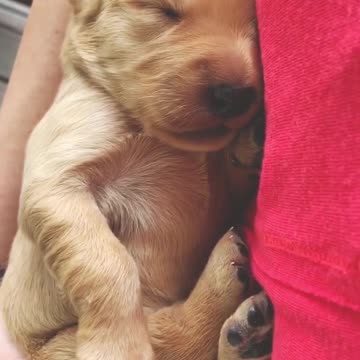 Snuggly baby golden retriever puppy snoozes away