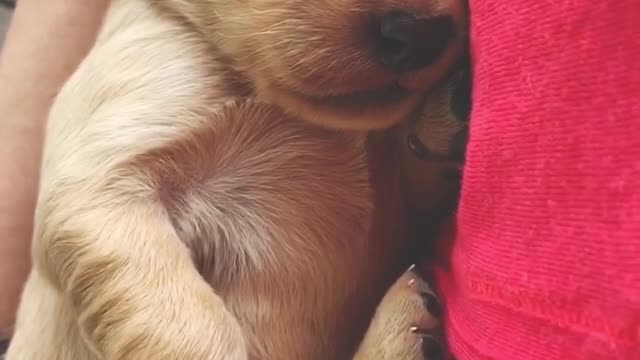 Snuggly baby golden retriever puppy snoozes away