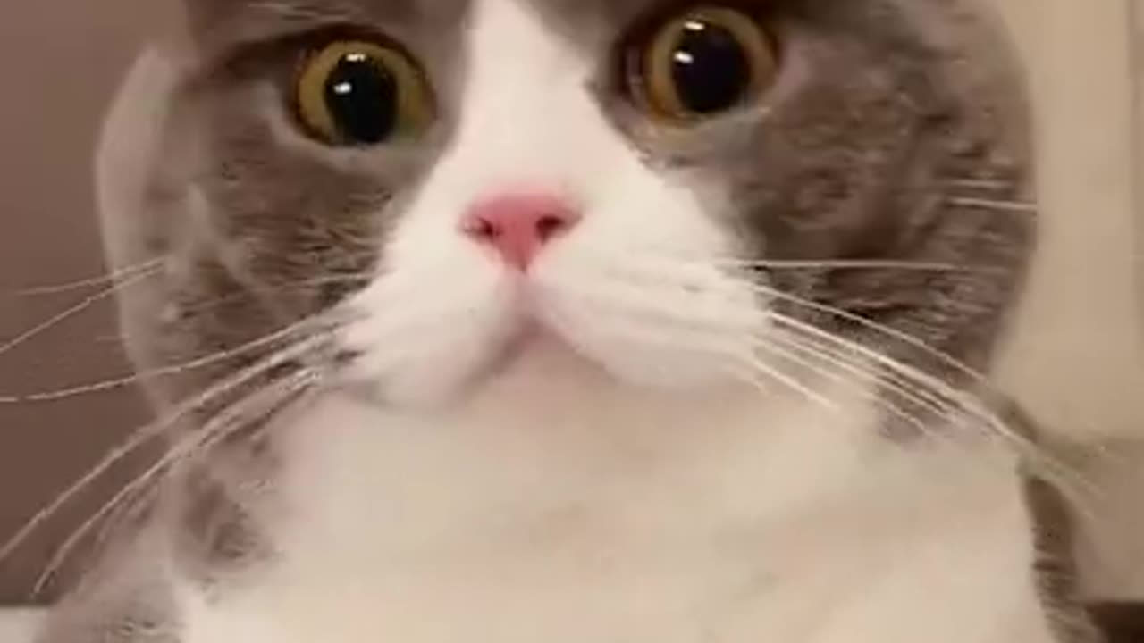 Aww Cute Cats Videos #catmeow Funny Animals Compilation😹 Try Not To Laugh Challenge MV95 #shorts