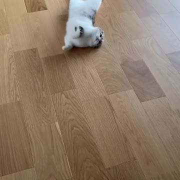 today I don't feel #cat #shorts