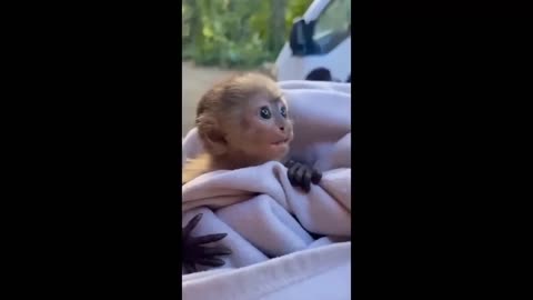 Funny cute Pets 2