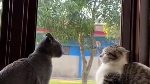 Funniest Animals - Best Of The 2022 Funny Animal Videos