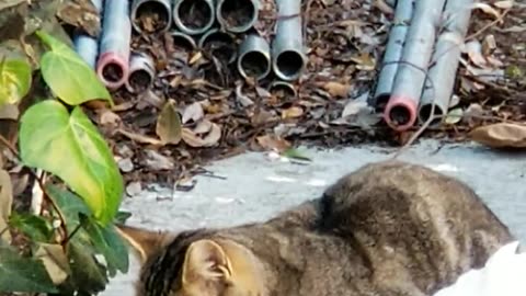 20240316 164725 CPACat2 Eating