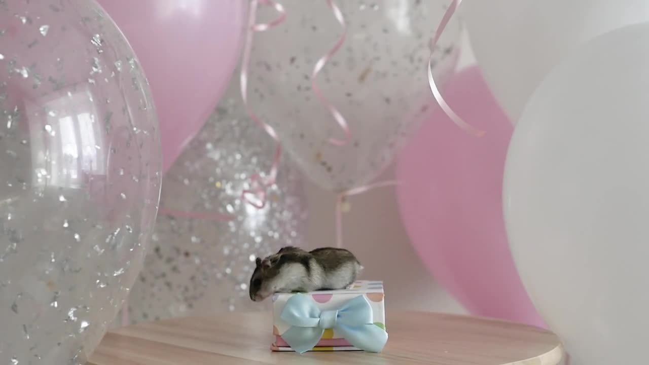 Birthday gifts, holiday hamster