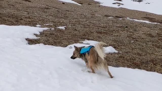 Dogs Playing Outside in the Snow