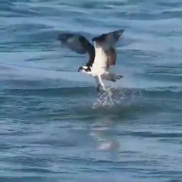 Nature Video Clips # - 04