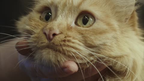 person-petting-a-cat