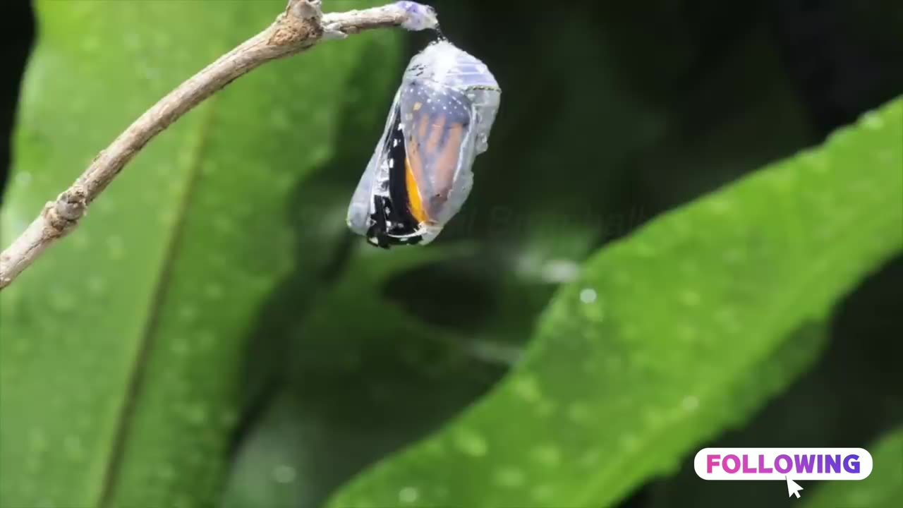 Monarch butterfly emerging time lapse