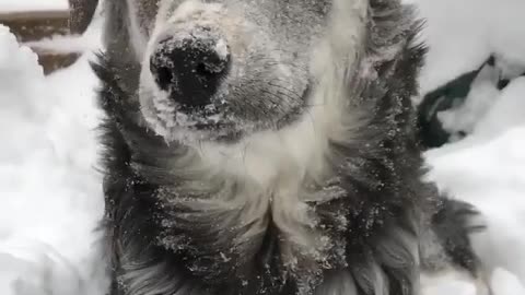 frozen dog