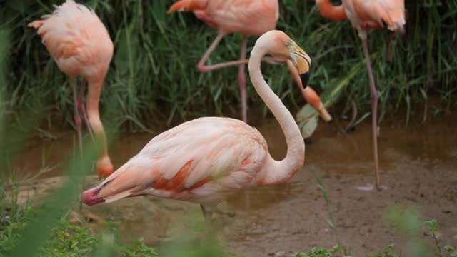 Flock of beautiful flamingos in natural environment