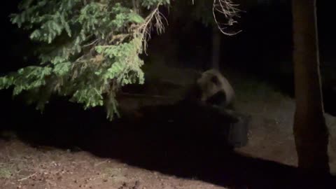 Grizzly Tries To Open The Trash