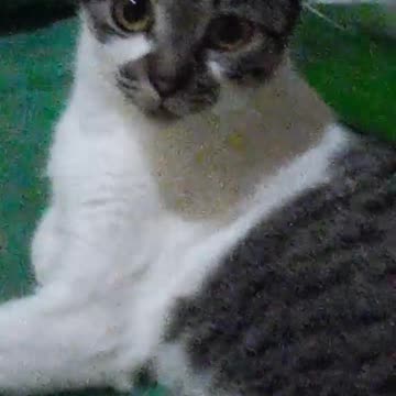 my cat likes to stand under the sink