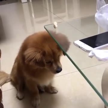 Various instances of pets being petted by residents No. 31