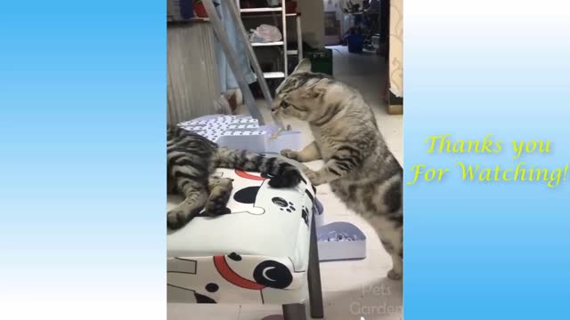 Cute and funny pets | try not to laugh compilation |FunForToday #11