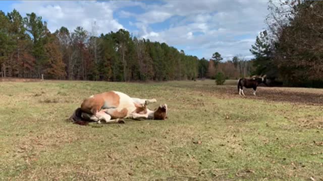 Horse rolls on back