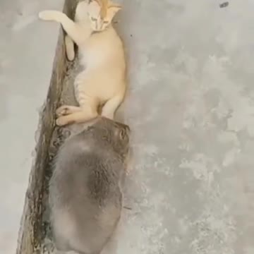 OMG is that a mouse?